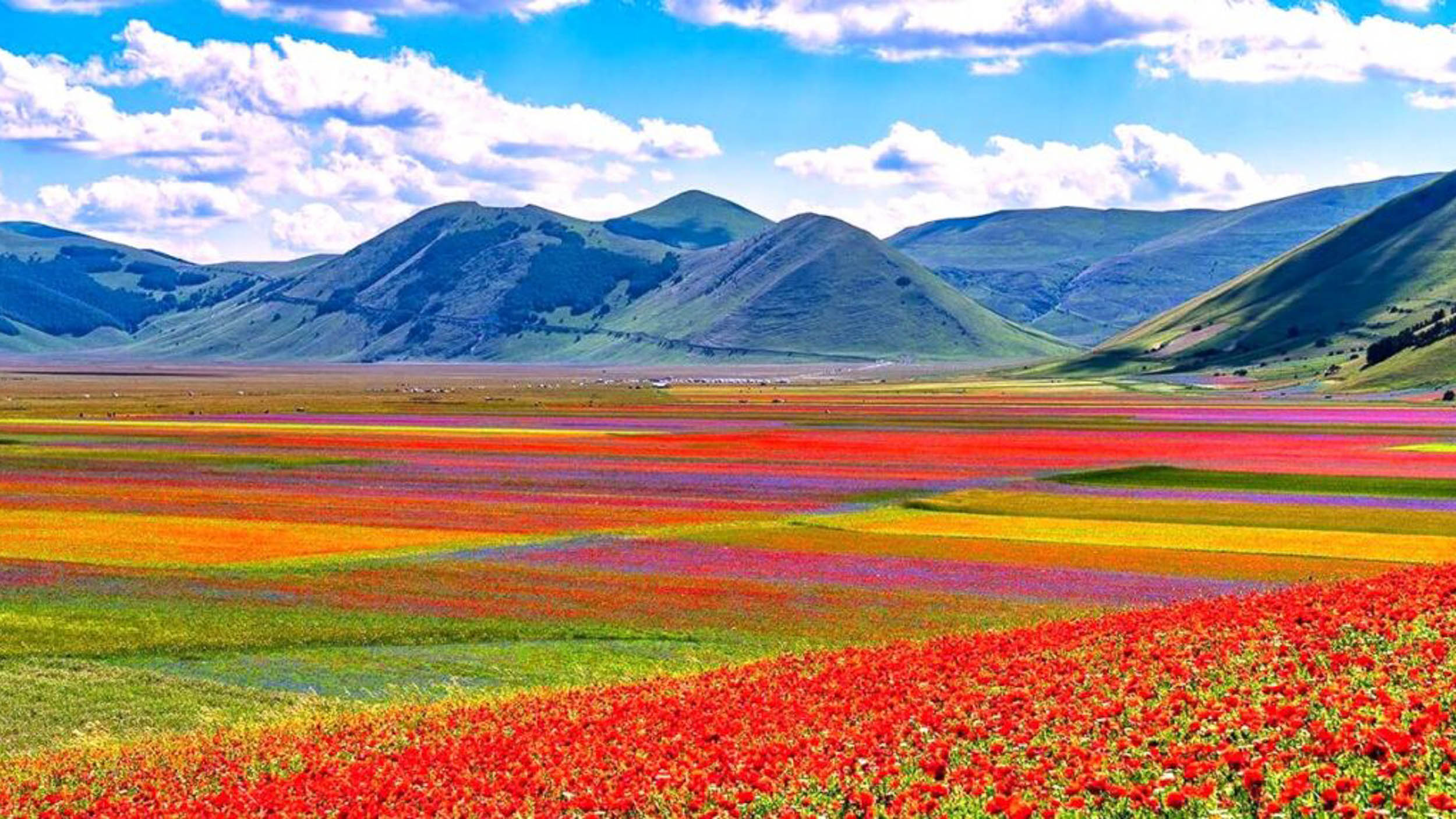 https://amarche.it/news/fioritura-castelluccio-norcia-2023/